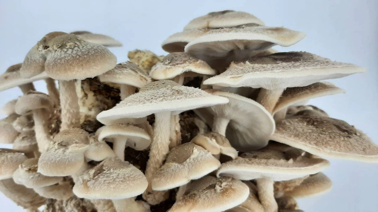 Think Fungi