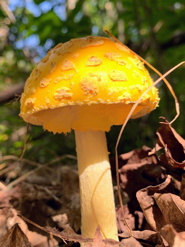 Amanita Muscaria mushroom